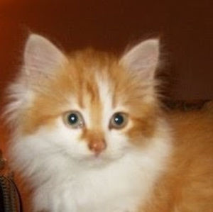 Meet your Posher, Diana